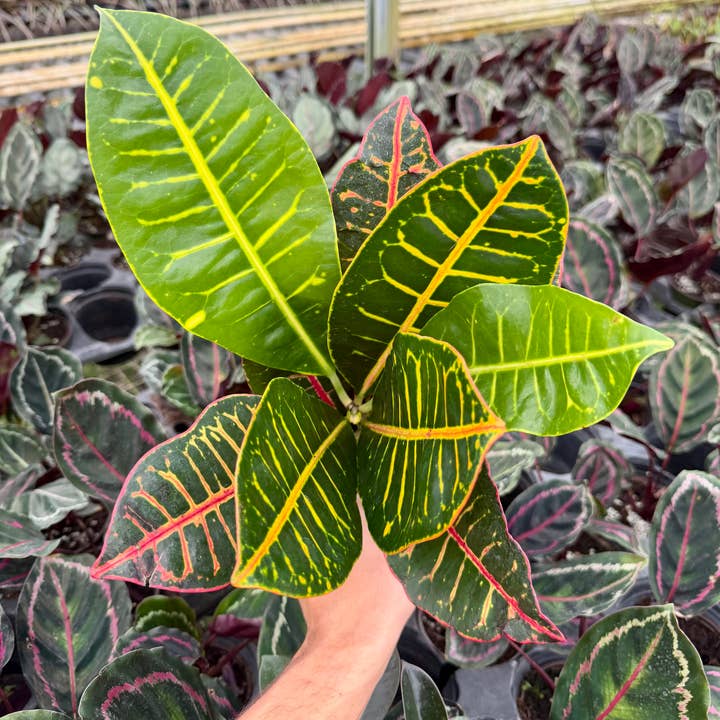 4" Garden Croton for wholesale by Dana-Lynn Nursery