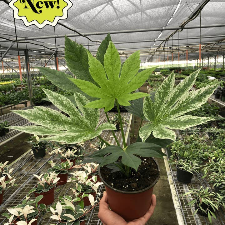 Fatsia 'Spiders Web' - 6" Pot for wholesale by House Plant Wholesale