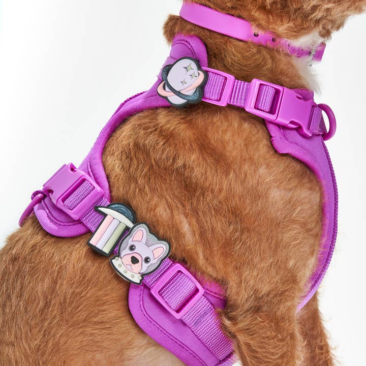 Wild One - Wholesale Pet Collar Charm - Cat/Dog - Flair Collar and Leash Charm Pack Accessories7