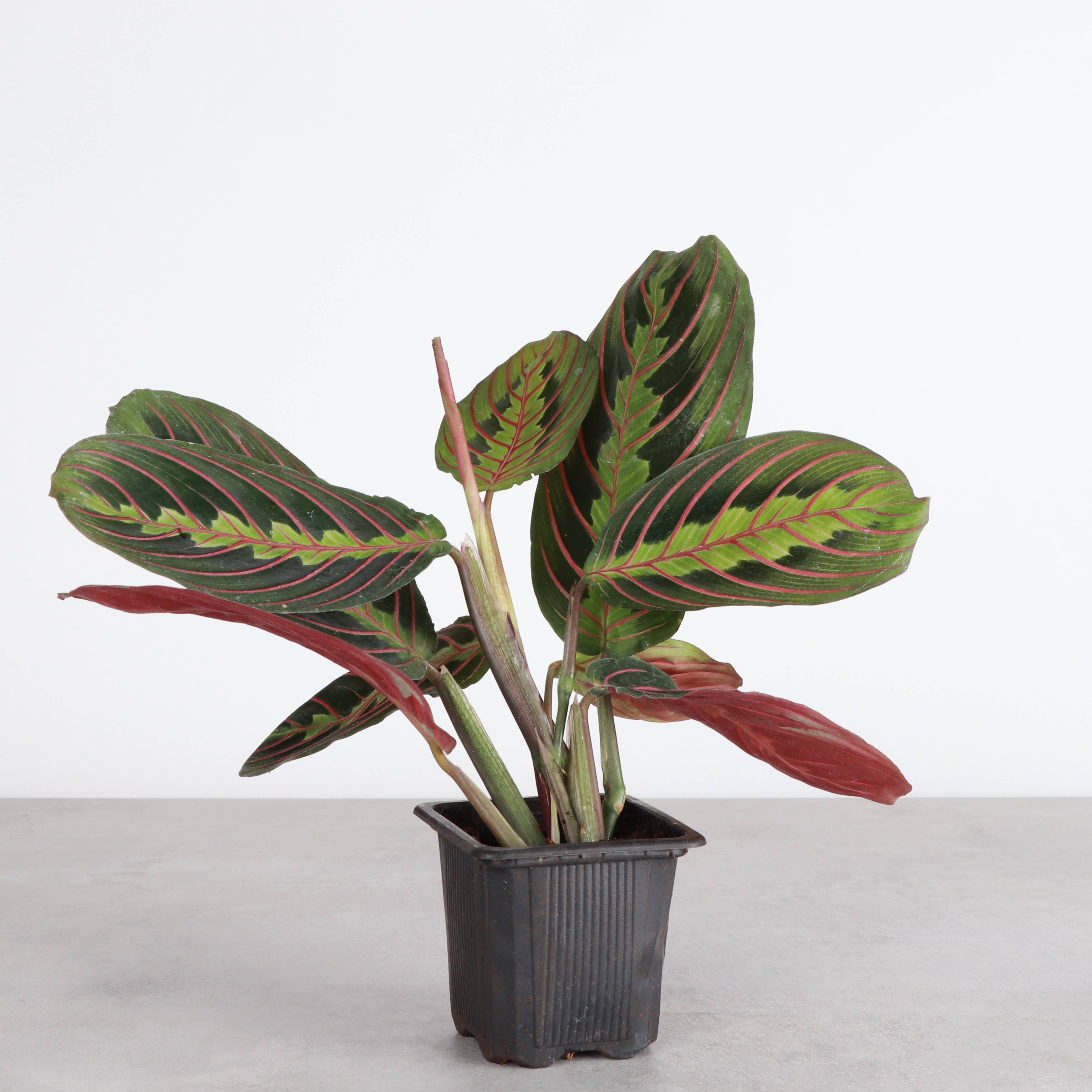 Thorsen's Greenhouse - Wholesale Live Plant - Red Prayer Plant - Live Plant6