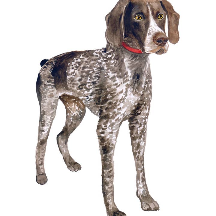 Cartes de correspondance Braque allemand à poil court pour la vente par Bourbon & Bacon