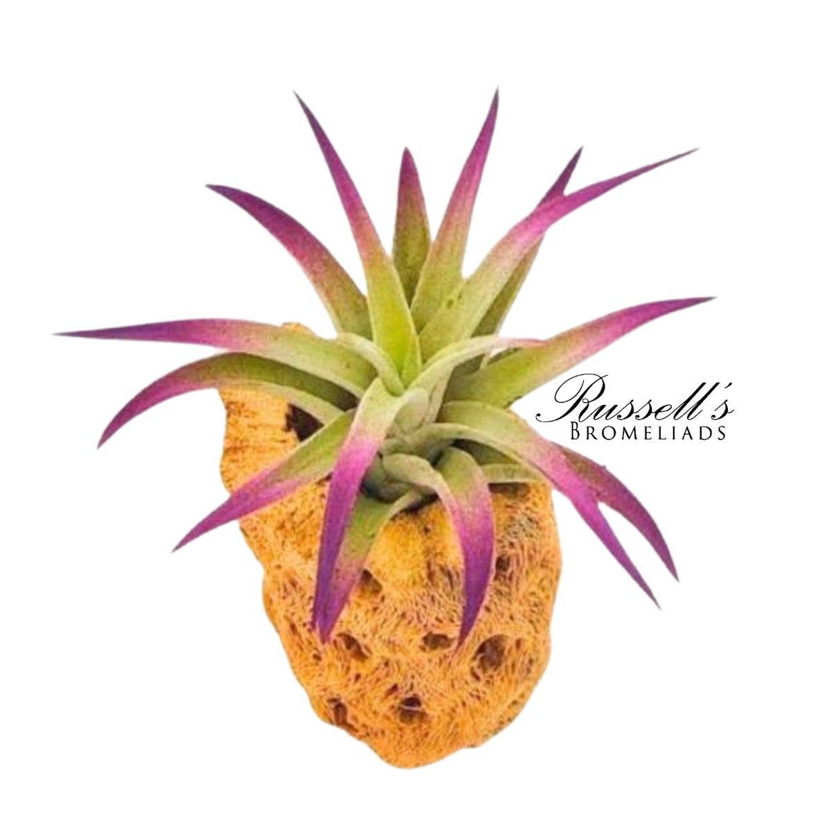Russell's Bromeliads - Wholesale Live Plant - Plagiotropica, 2-3"2