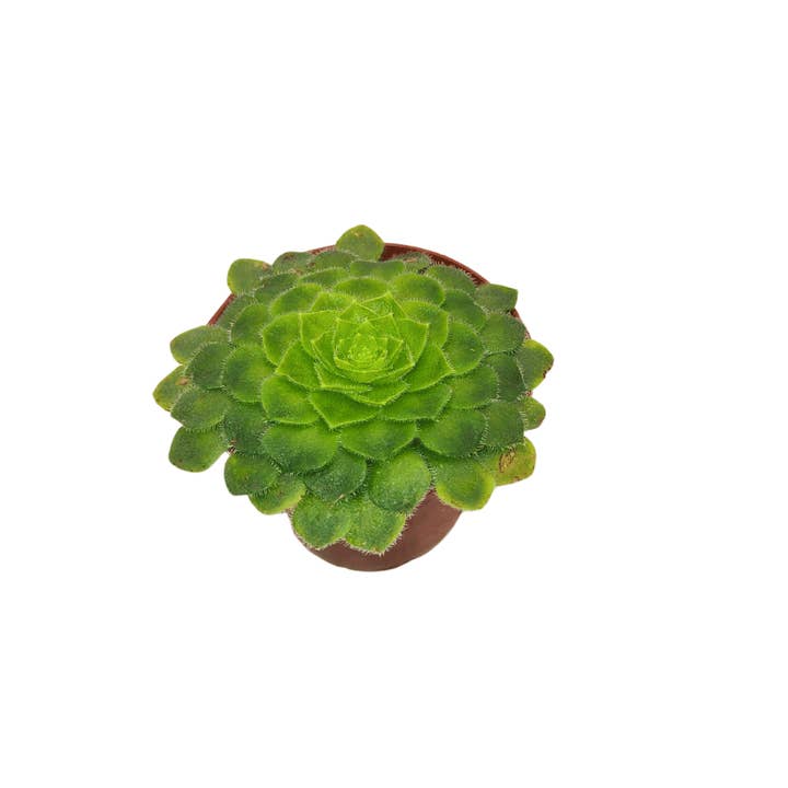 Cactus en ligne – wholesale Succulent – 2.5" Succulent4