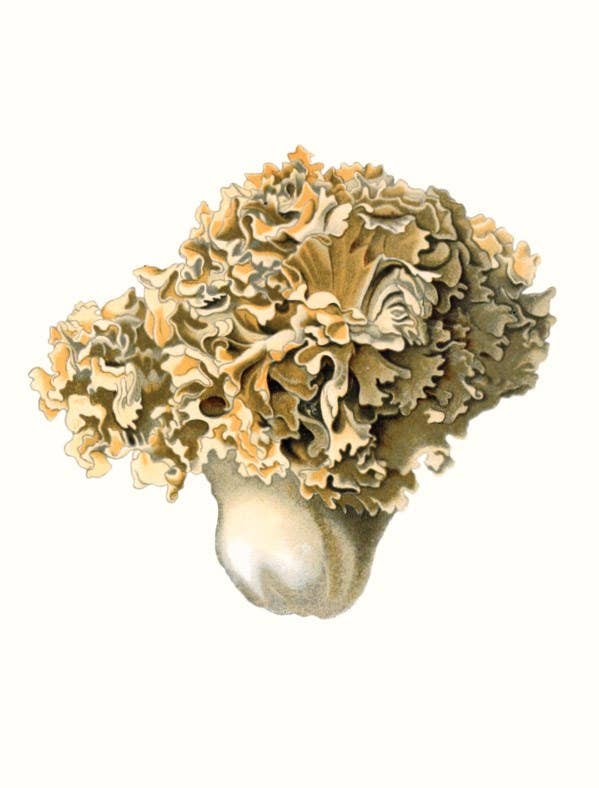 W. W. Norton - Wholesale Nature & Outdoors - Mushrooms14