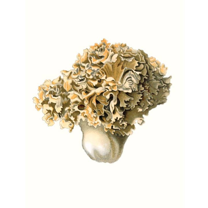 W. W. Norton - Wholesale Nature & Outdoors - Mushrooms14