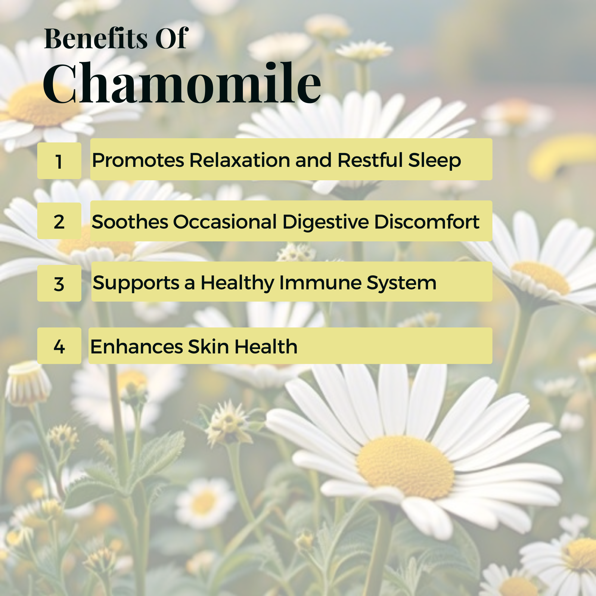 Olon Bue - Wholesale Tincture - German Chamomile Liquid Extract 1oz 2