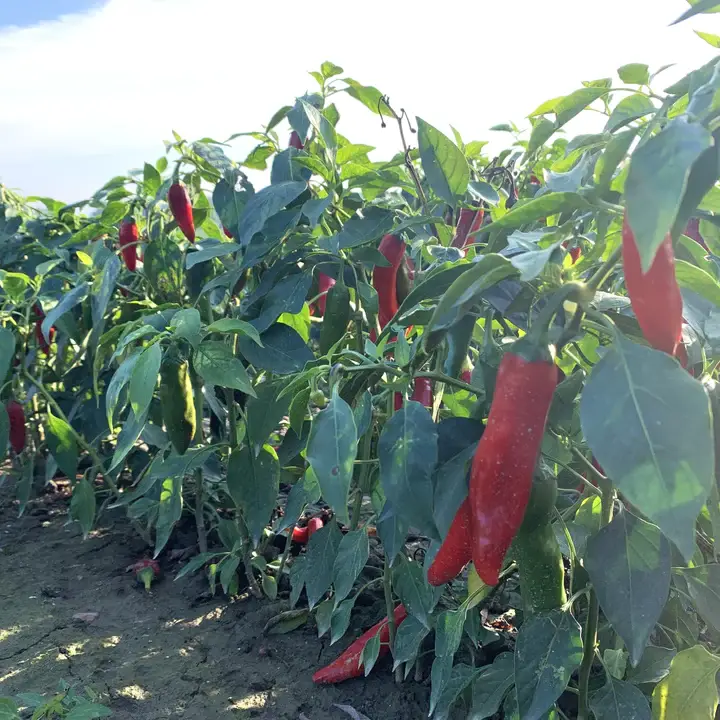 Burlap & Barrel - Wholesale Dried Spice - Szegedi 178 Hot Paprika - Single Origin Spice & Seasoning2