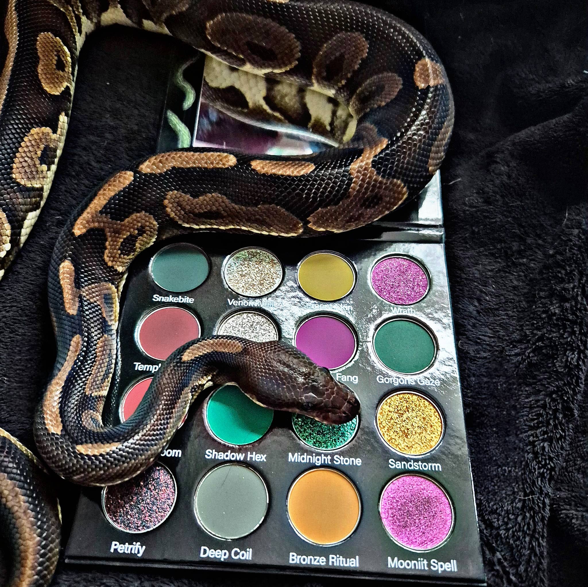 Beauty moon cosmetics – wholesale Eyeshadow palette – Medusa Eyeshadow Palette 8