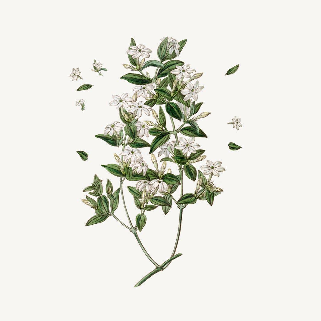 PANIER DES SENS - Vente Crèmes/lotions pour les mains - Coffret Cadeau Duo de Noël - Jasmin8