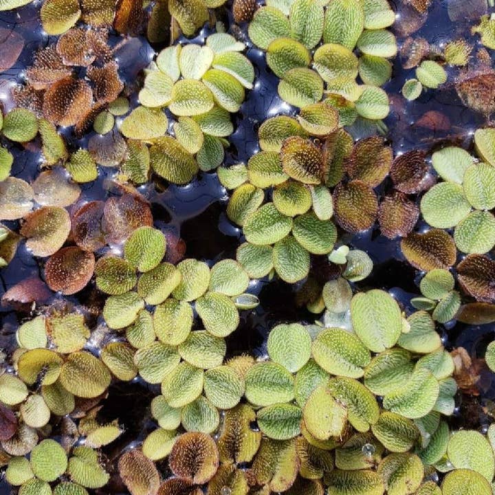Salvinia Minima (Water Spangles) for wholesale by Wetplants
