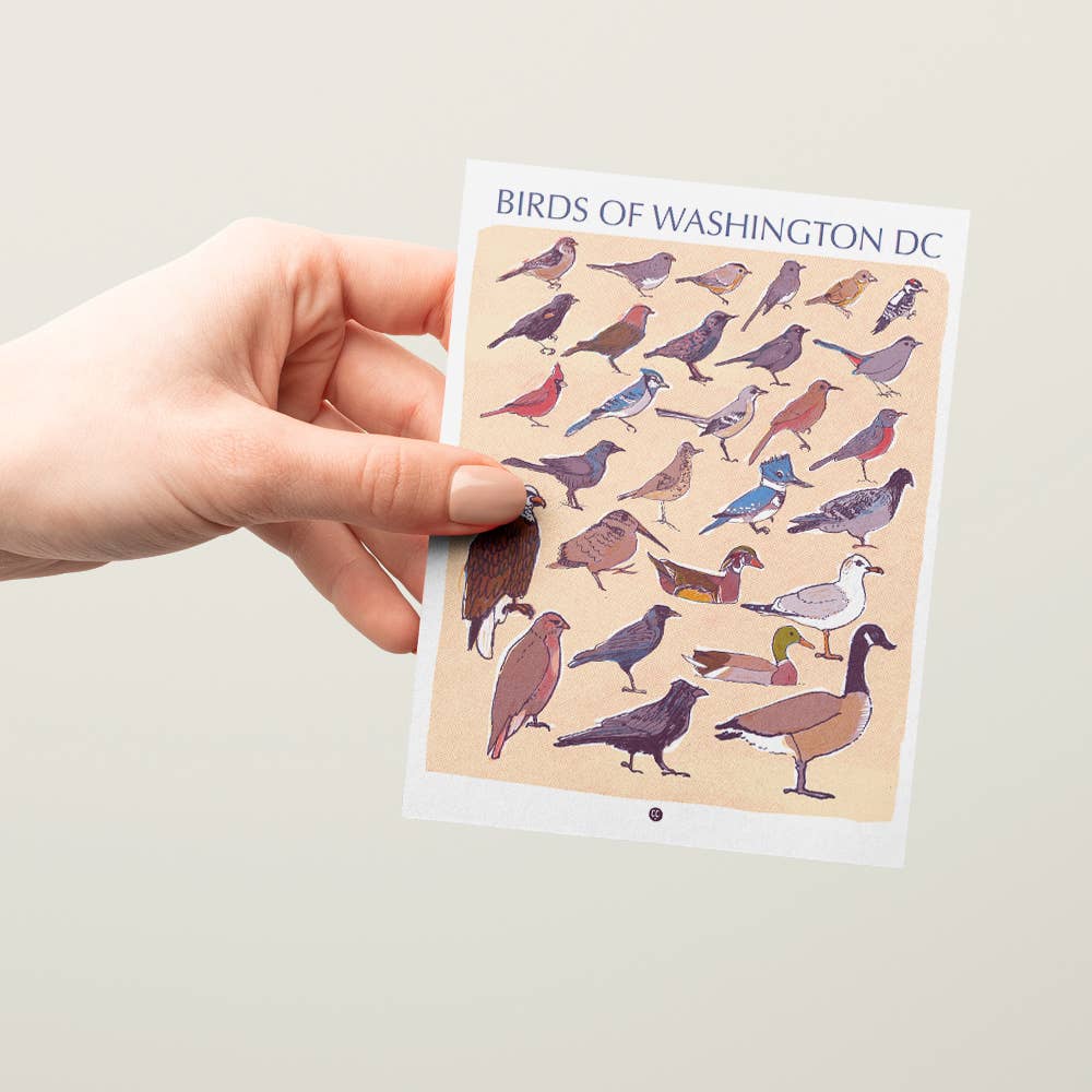 The Culture Curious - Wholesale Postcard - Birds of Washington DC postcard2