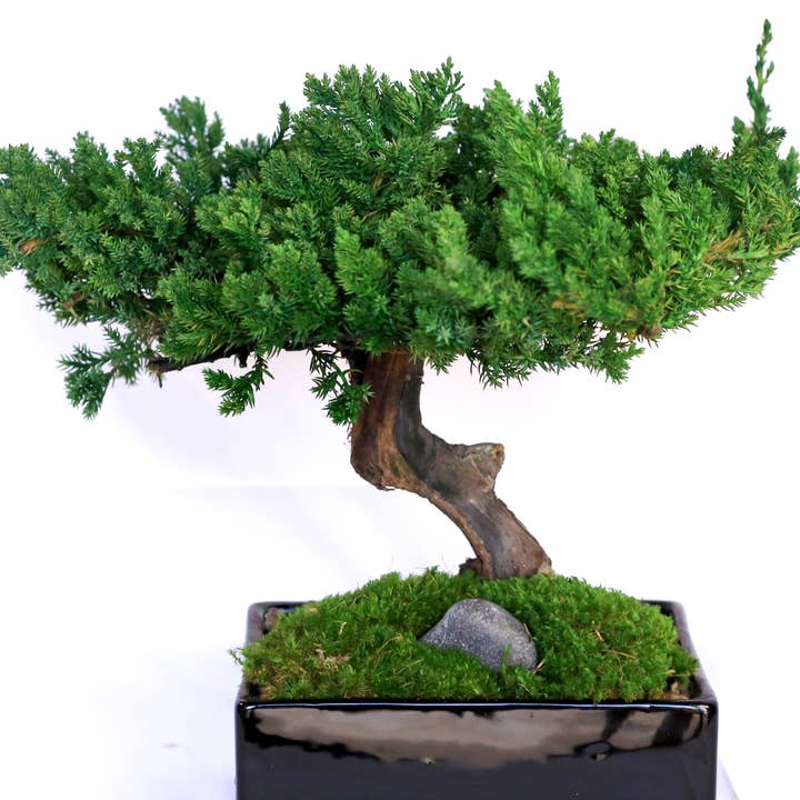 Forever Green Art - Wholesale Artificial Plant - Preserved Monterey Bonsai - Single