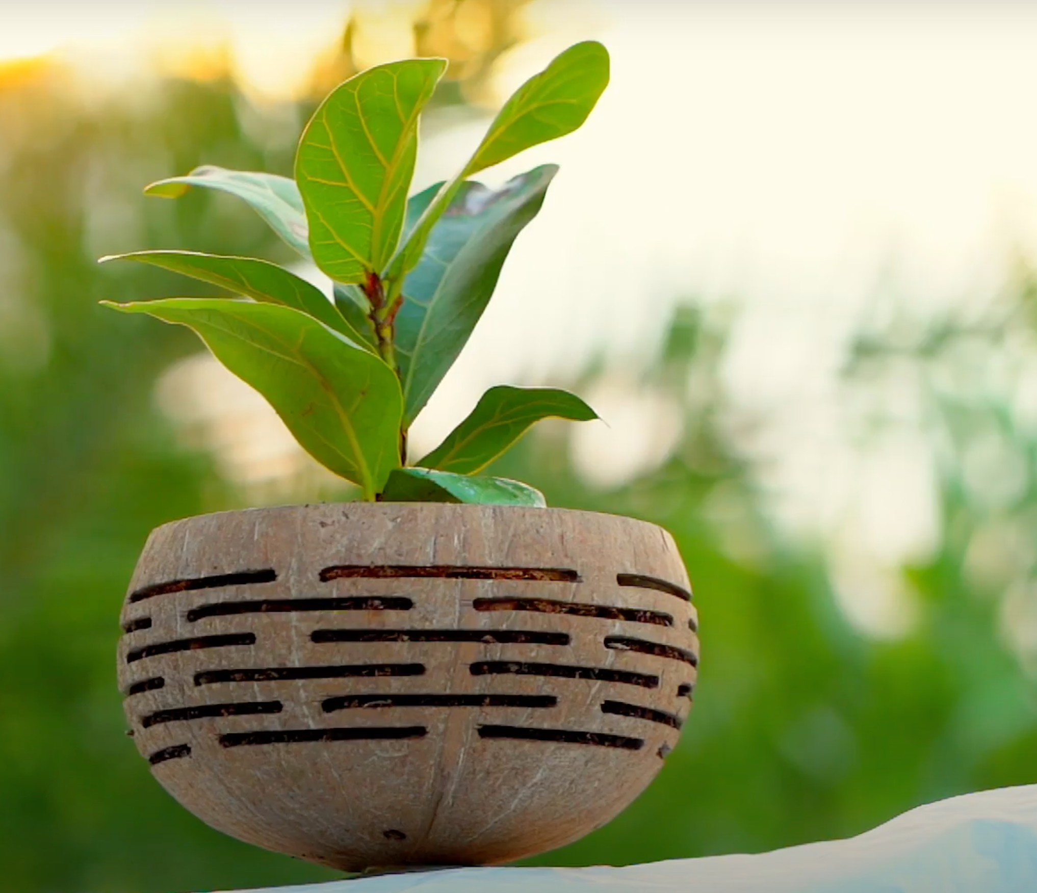 Rainforest Bowls - Wholesale Plant Pot - Horizons Coconut Planter1