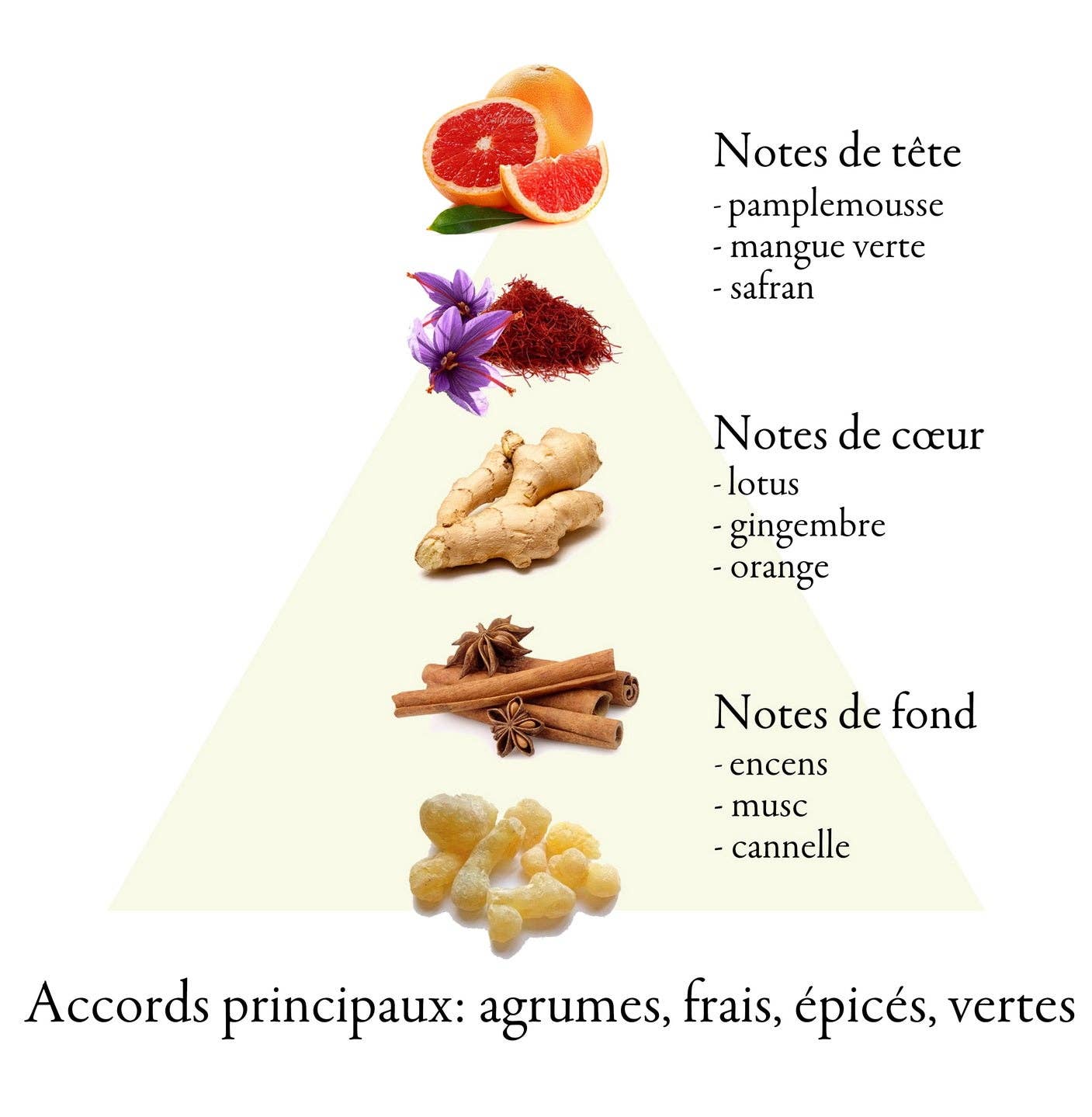 FAMILLE GRASSE PARFUMS – Engroshandel Parfume/eau de toilette – GAGARIN eau de parfum til mænd 100 ml3