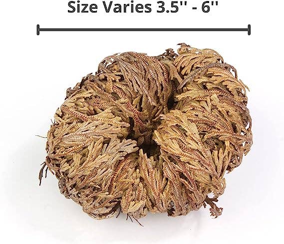 YERBERO - Vente Fleur séchée/pressée - Yerbero - Grande rose de Jéricho séchée 9 à 15 cm | Selaginella lepidophylla | Plante de résurrection | Rose séchée taille jumbo3