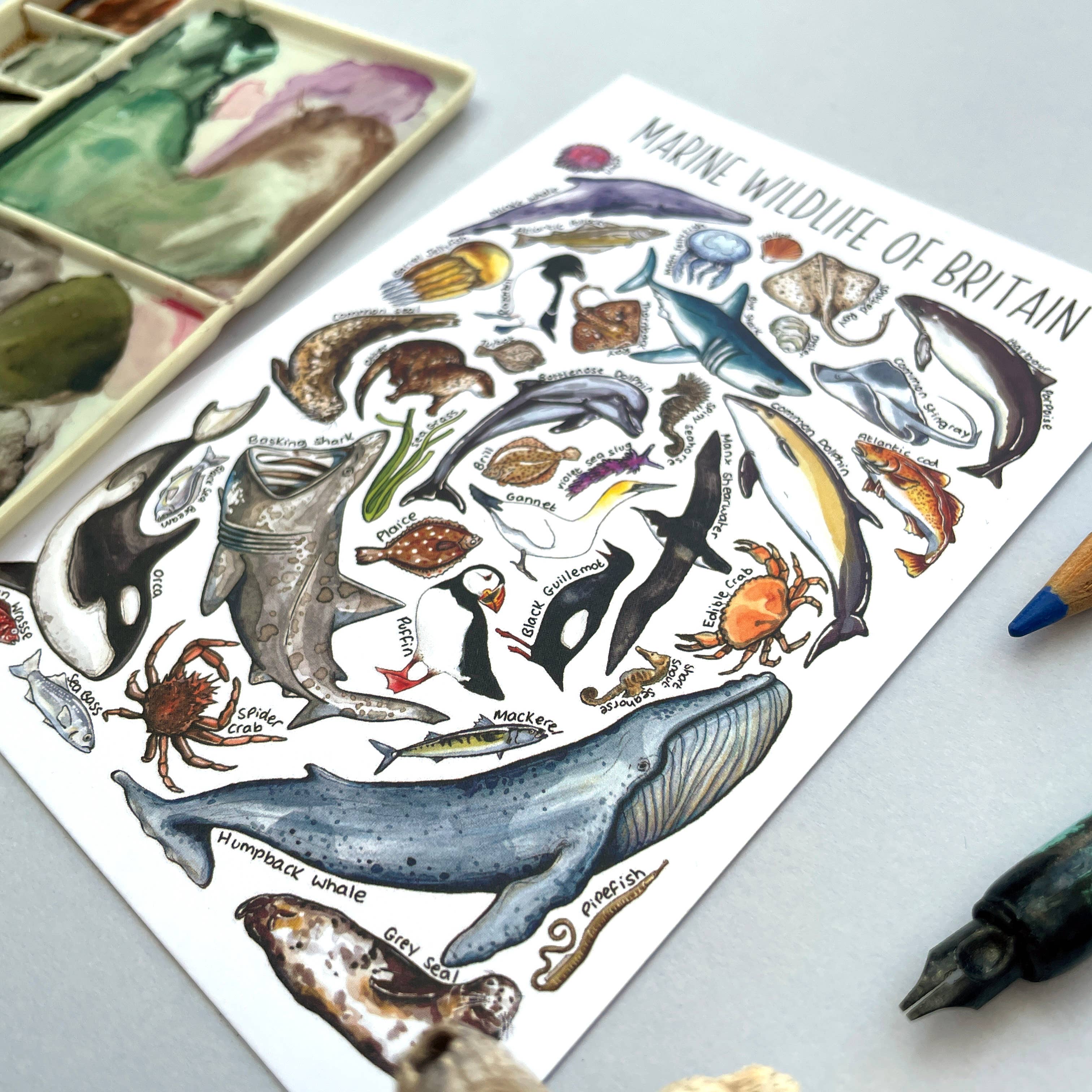 Alexia Claire Ltd – wholesale Postcard – Marine Wildlife of Britain Art Blank Postcard3