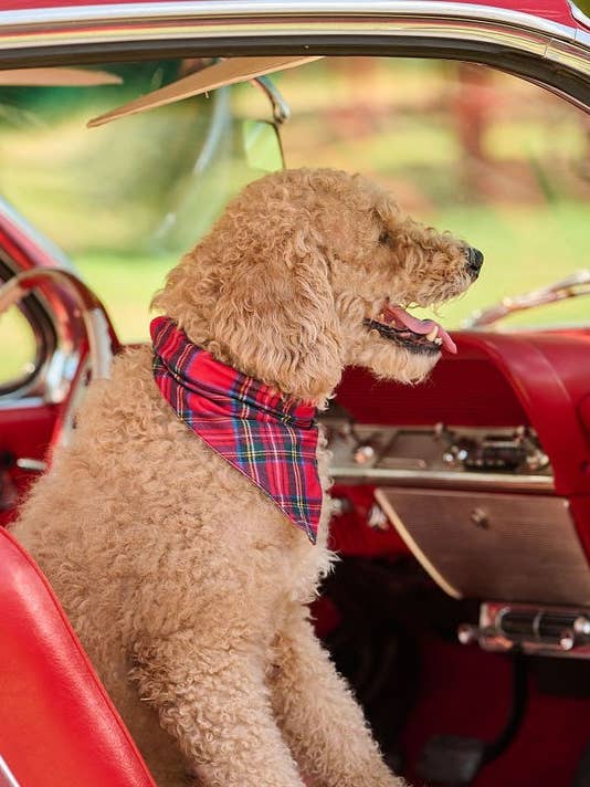 Christmas 2025 - Pet Bandana - Tartan for wholesale by Sugar Bee Clothing