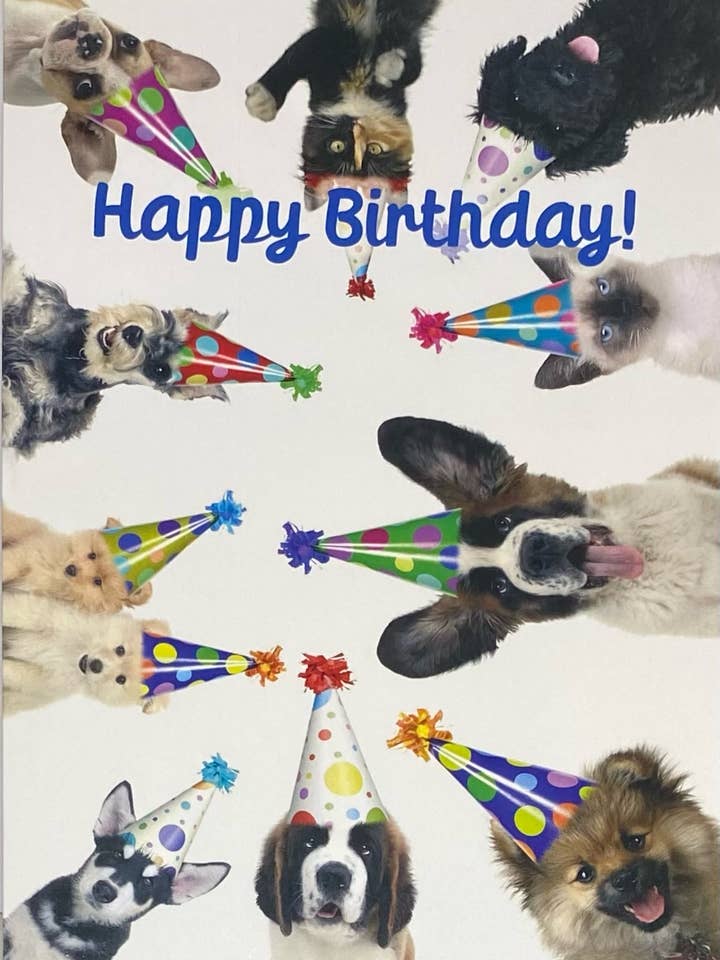 Grattis på födelsedagen, hundar och katter, roliga, söta, festhattar för wholesale av 90210 Exotics