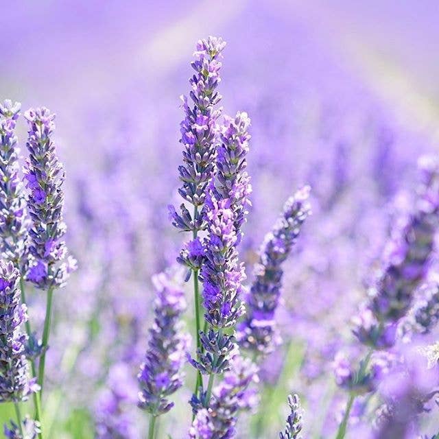 Functional Botanicals - Wholesale Face & body wipes - Essential Wipes Pro Pak2