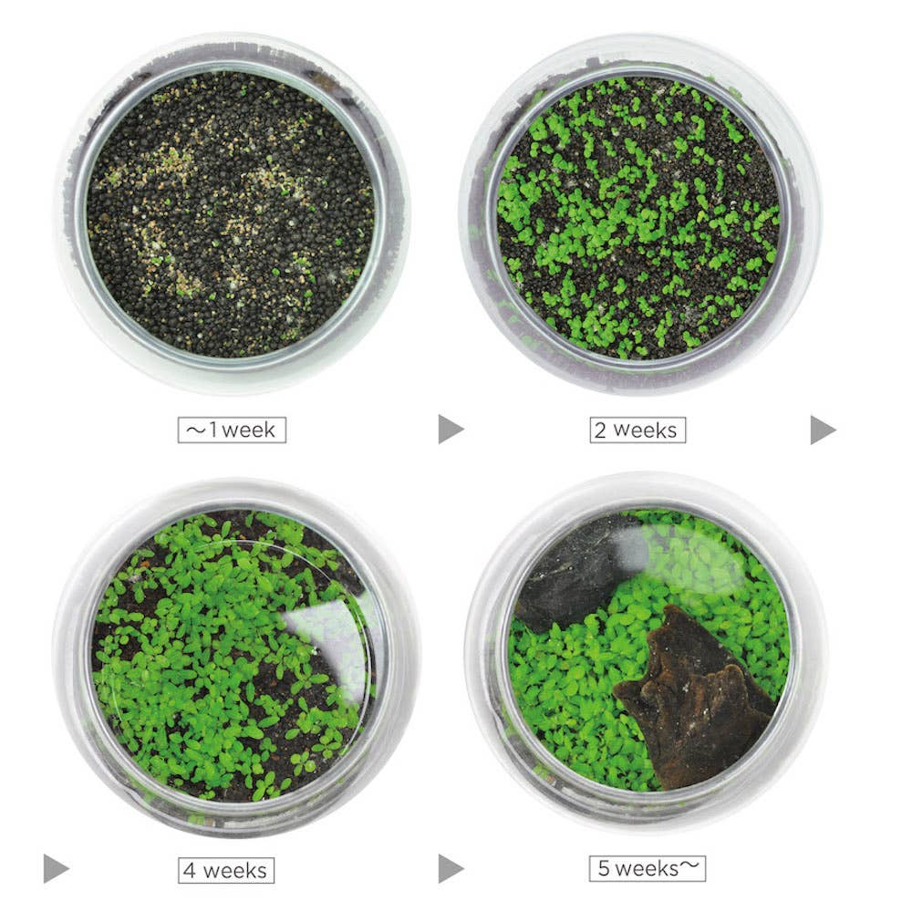 Noted - Wholesale Terrarium - Water Garden3