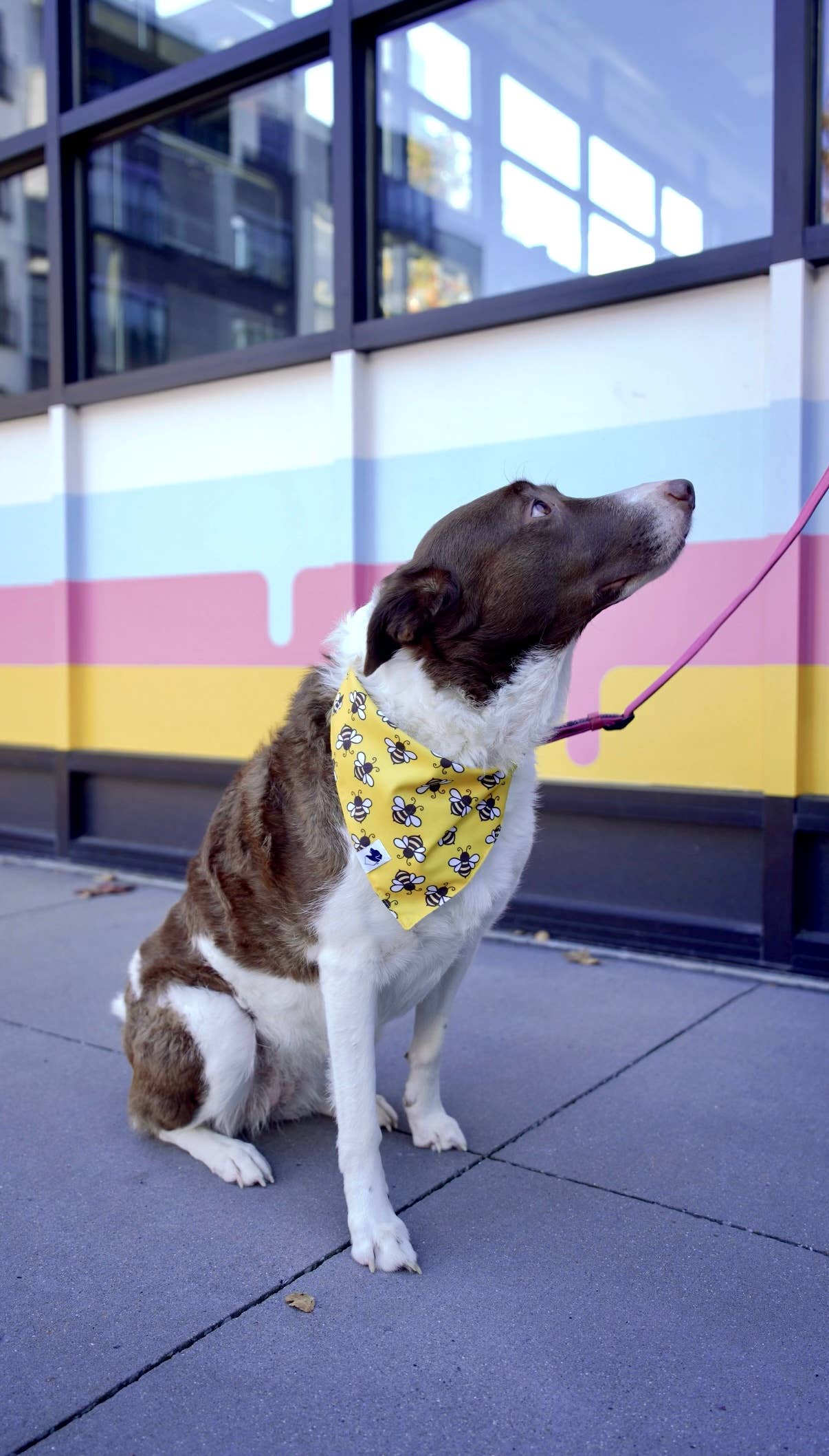 Dog Bandana Co. - Vendita all'ingrosso Bandana - Cani - Bandana per Cani a Doppia Faccia con Cravatta e Bottone a Pressione Api & Fiori2