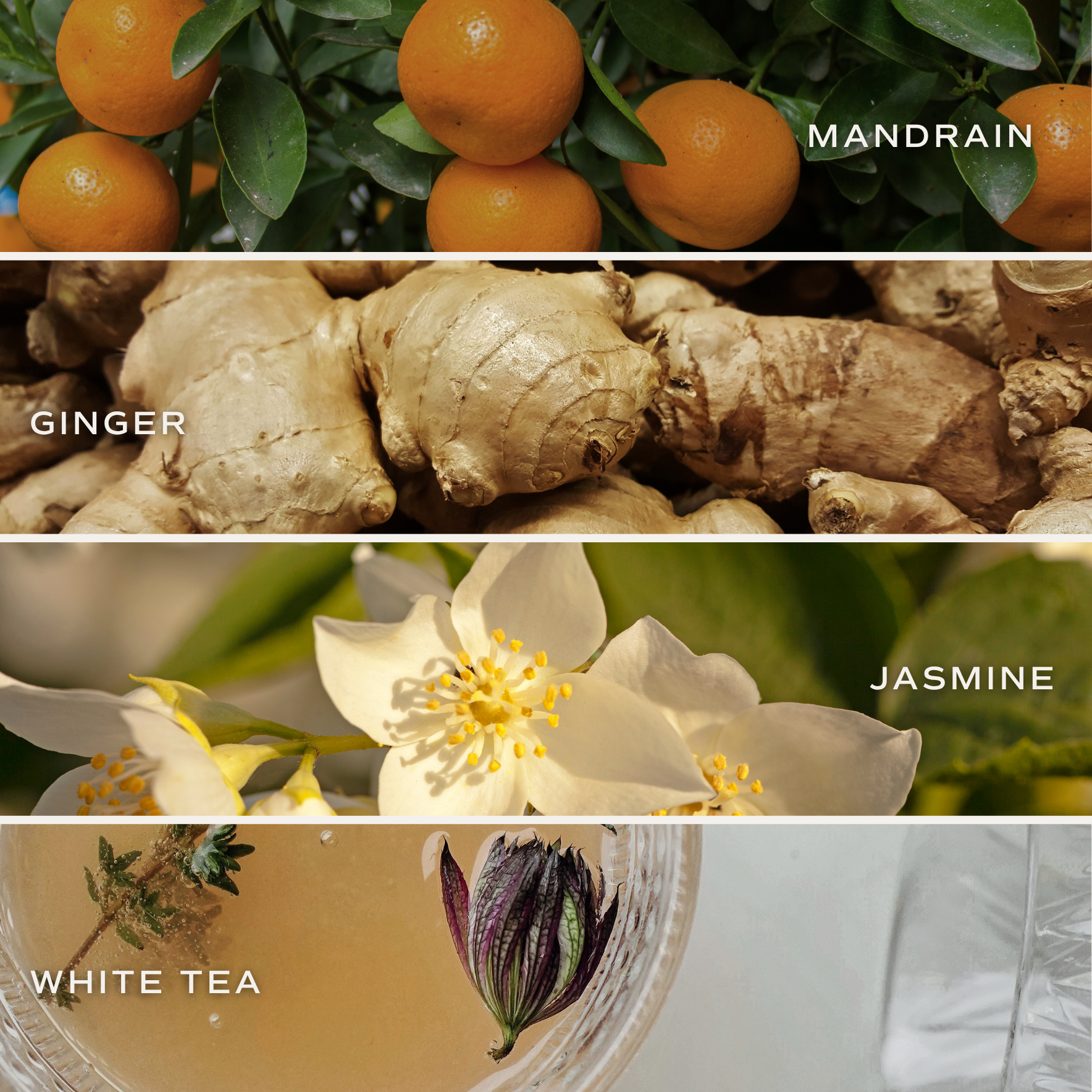 Sweet Water Decor – wholesale Bath bomb/fizz – White Tea and Jasmine 4.6 oz Bath Bomb4