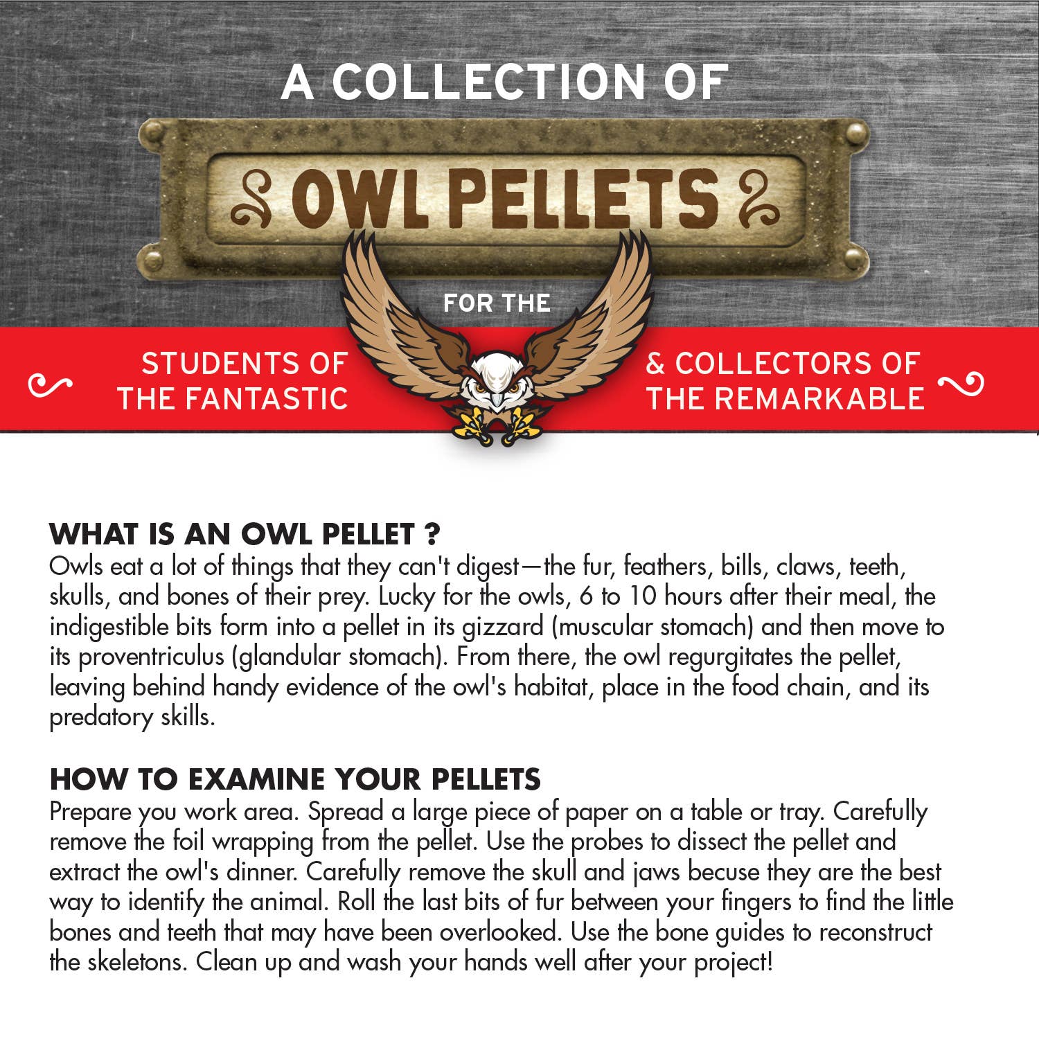 Copernicus Toys - Wholesale DIY Craft Kit - Kids - Cabinet of Owl Pellets | Dissection Kit Science Demo6