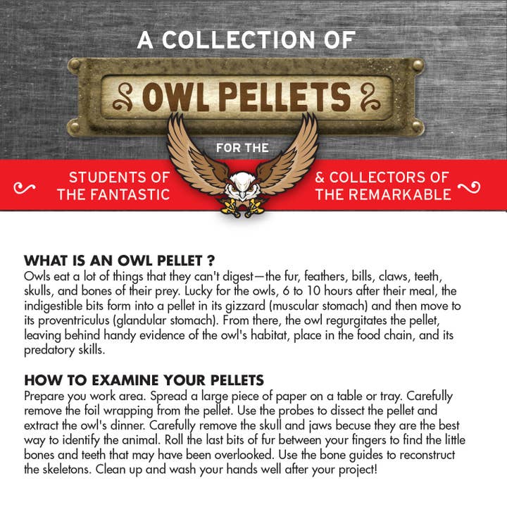 Copernicus Toys - Wholesale DIY Craft Kit - Kids - Cabinet of Owl Pellets | Dissection Kit Science Demo6