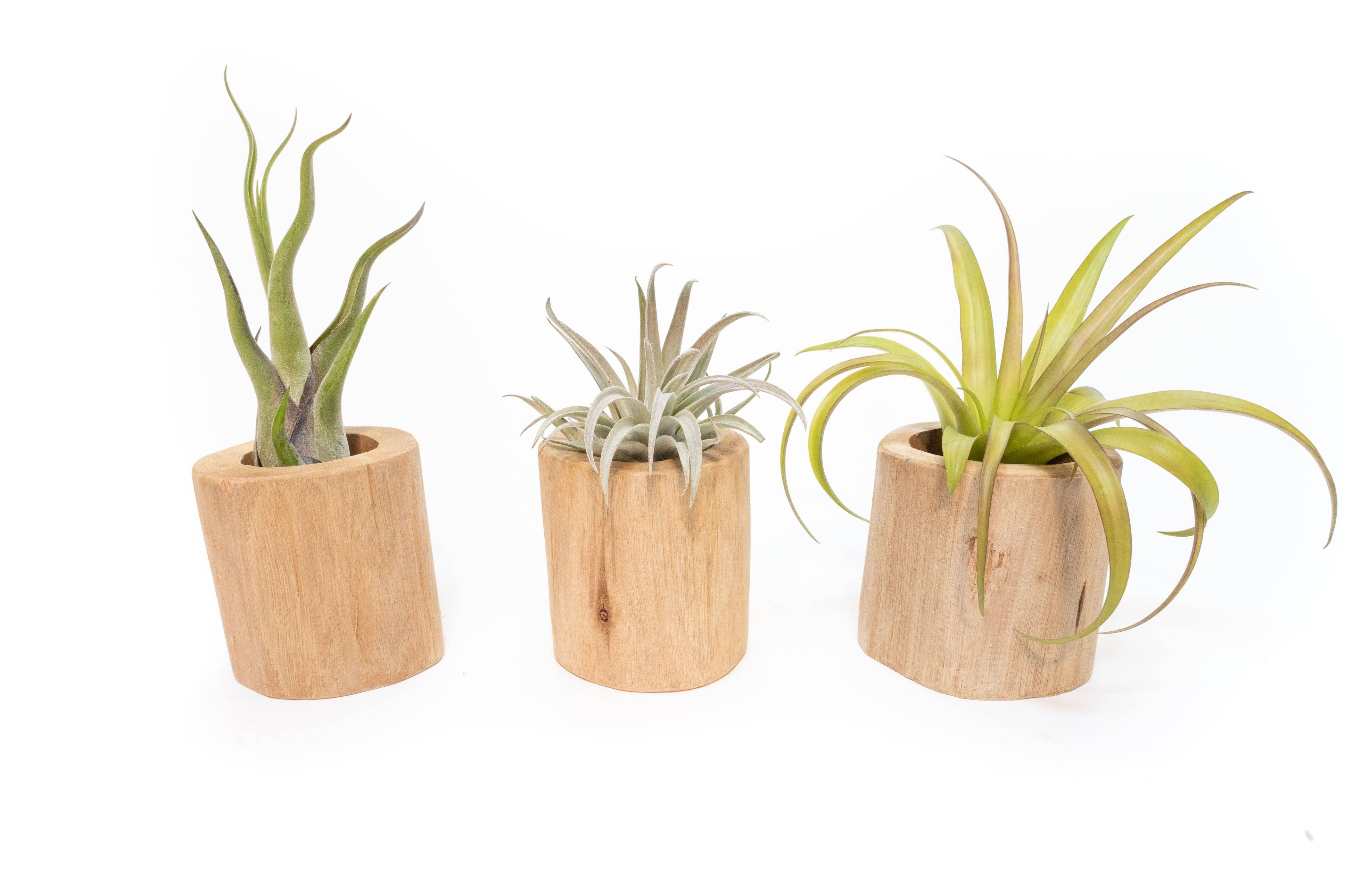 Air Plant Shop - Wholesale Plant Pot - Driftwood Containers4