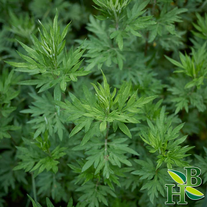 Herb To Body - Venta al por mayor Hierbas - Polvo de hierba artemisa1