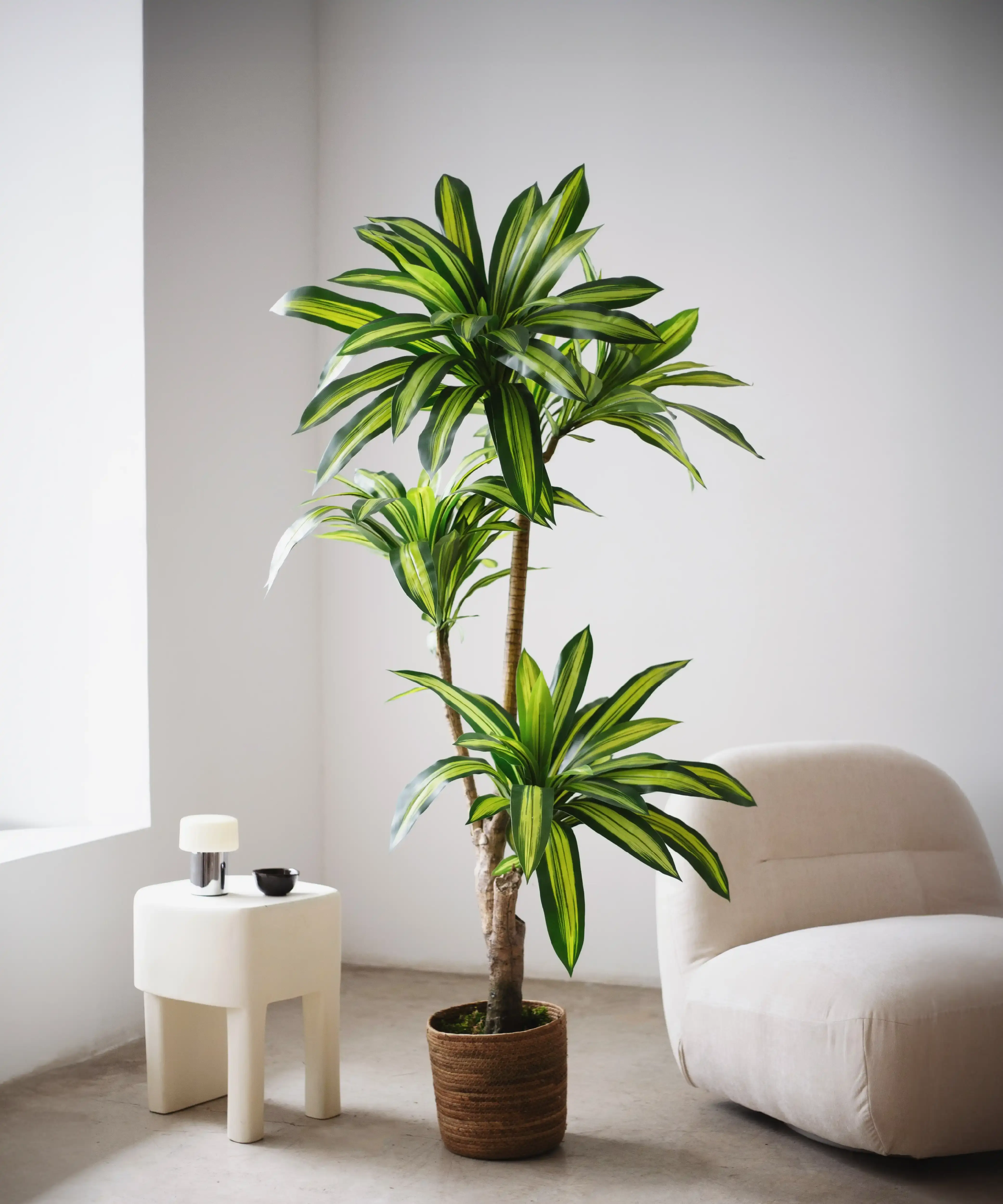 Maia Shop: No Duties for the US - Wholesale Artificial Plant - 5.6' Artificial Dracaena Tree 1