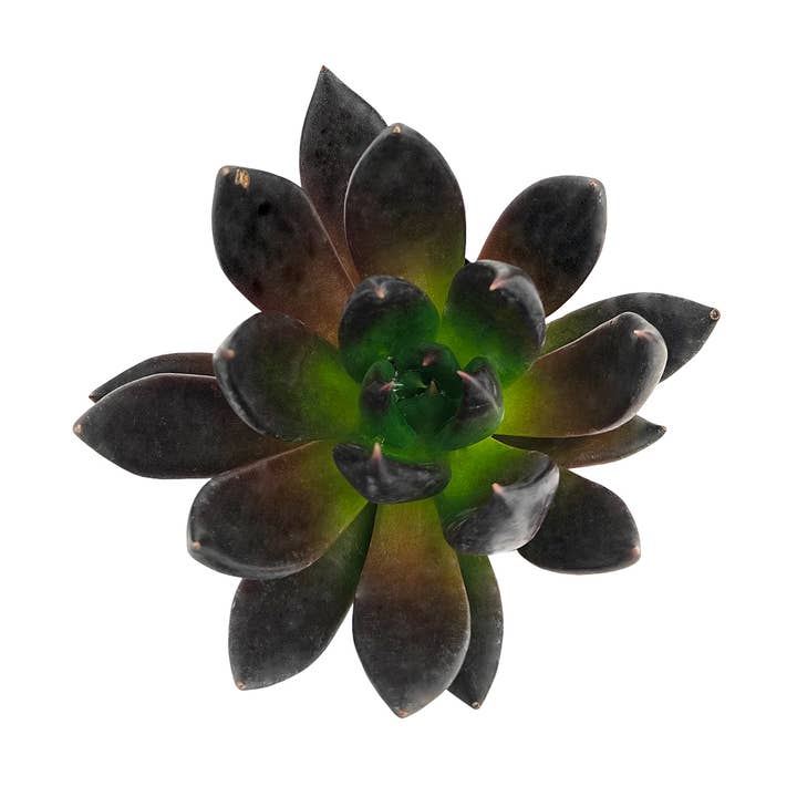 Echeveria 'Dark Rose' Pot de Culture Succulent Rosette 5 cm pour la vente par Best Plant Friend