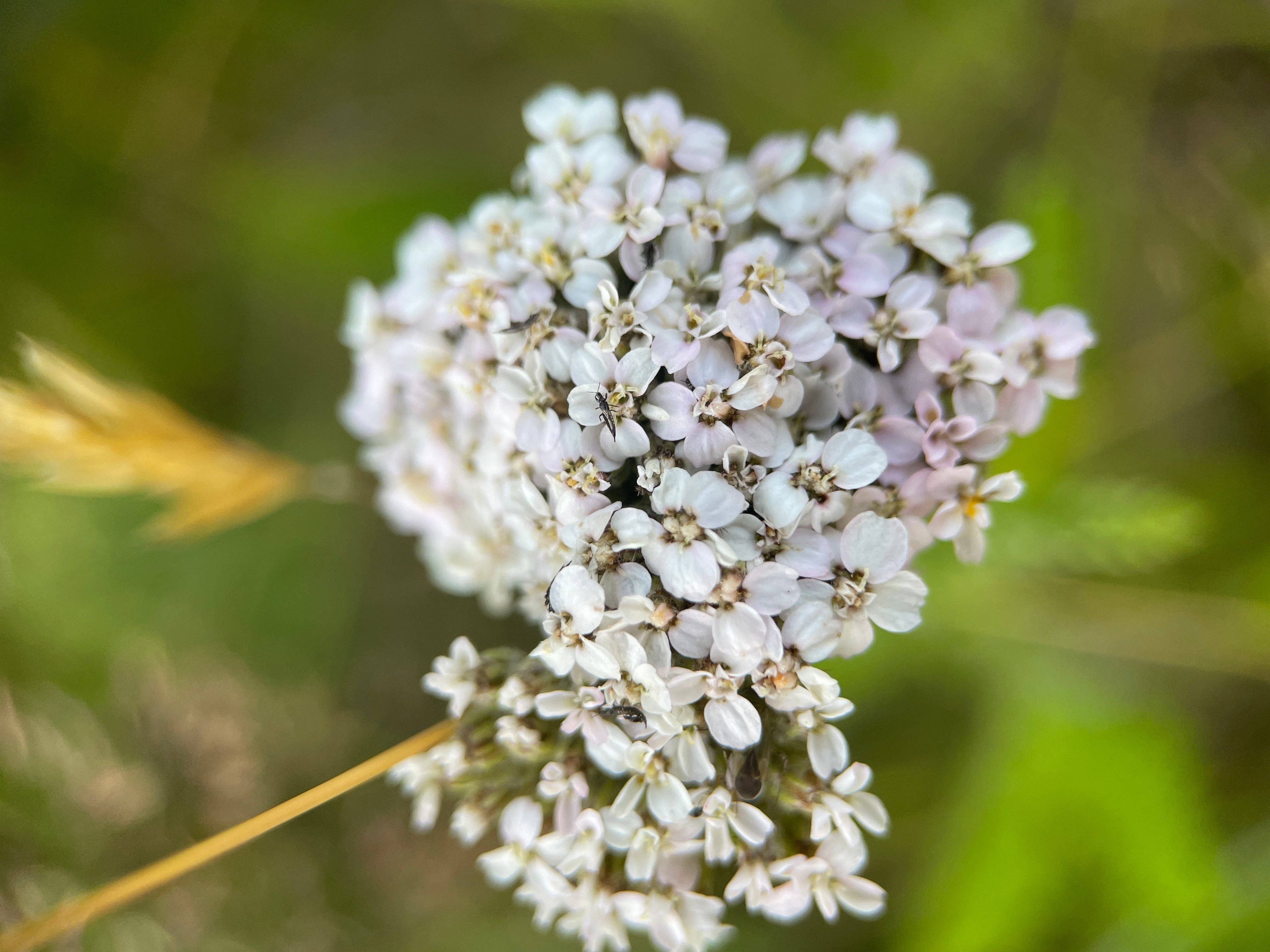Jackdaw and Bear - Wholesale Plant Seeds - Wildflower Seeds - nature friendly wedding favours and thank2