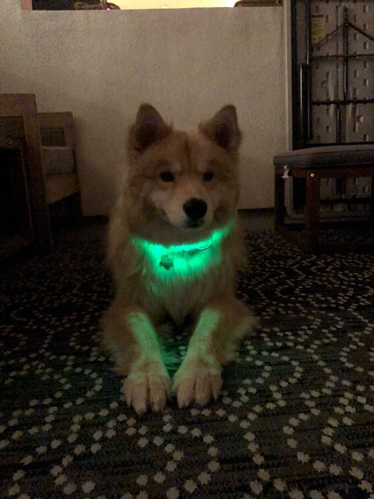 Puppy LED - Vendita all'ingrosso Collare - Cani - Collare per cani LED ricaricabile USB ad alta visibilità15