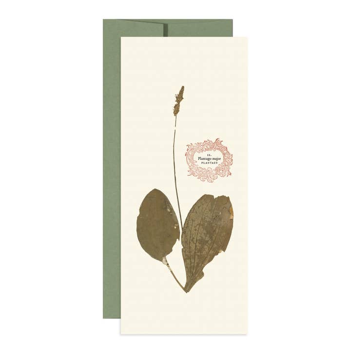 Plantain for wholesale by Open Sea