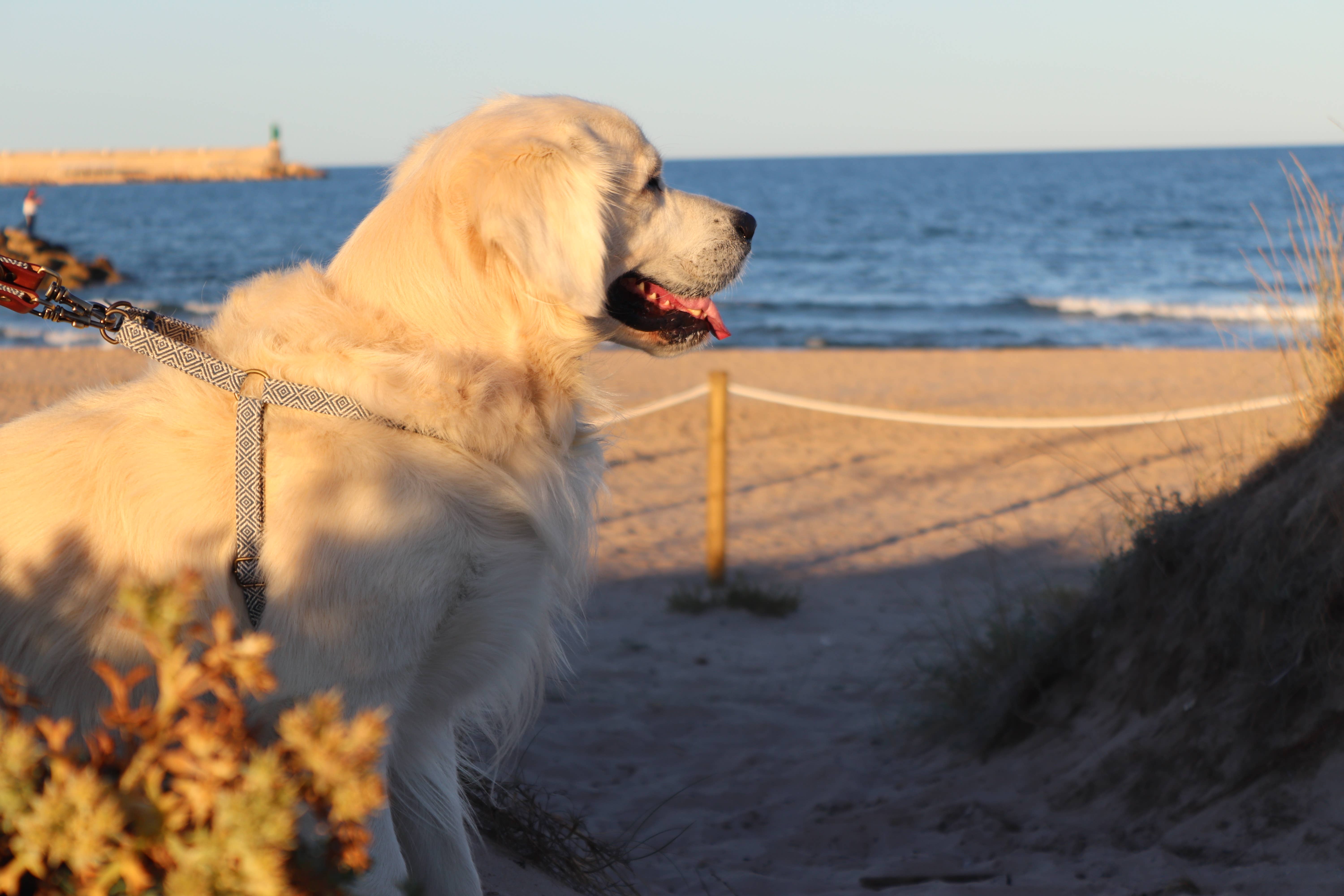 Ladran Gaucho - Vente Harnais – chien - Harnais Dalton4