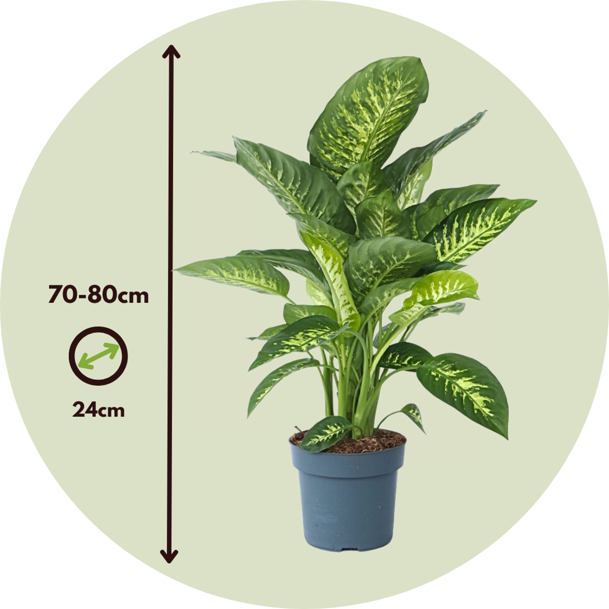 Oasis of Life - Wholesale Live Plant - Dieffenbachia 'Tropic' – Arum Houseplant – Height 70–80cm – Ø24cm – Tropical Green Plant with Patterned Leaves – Air-Purifying & Easy to Care for – For Living Room & Office3