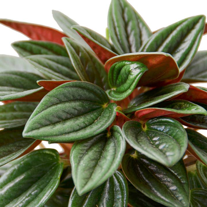 House Plant Wholesale - Wholesale Live Plant - PEPEROMIA ROSSO 4-inch1