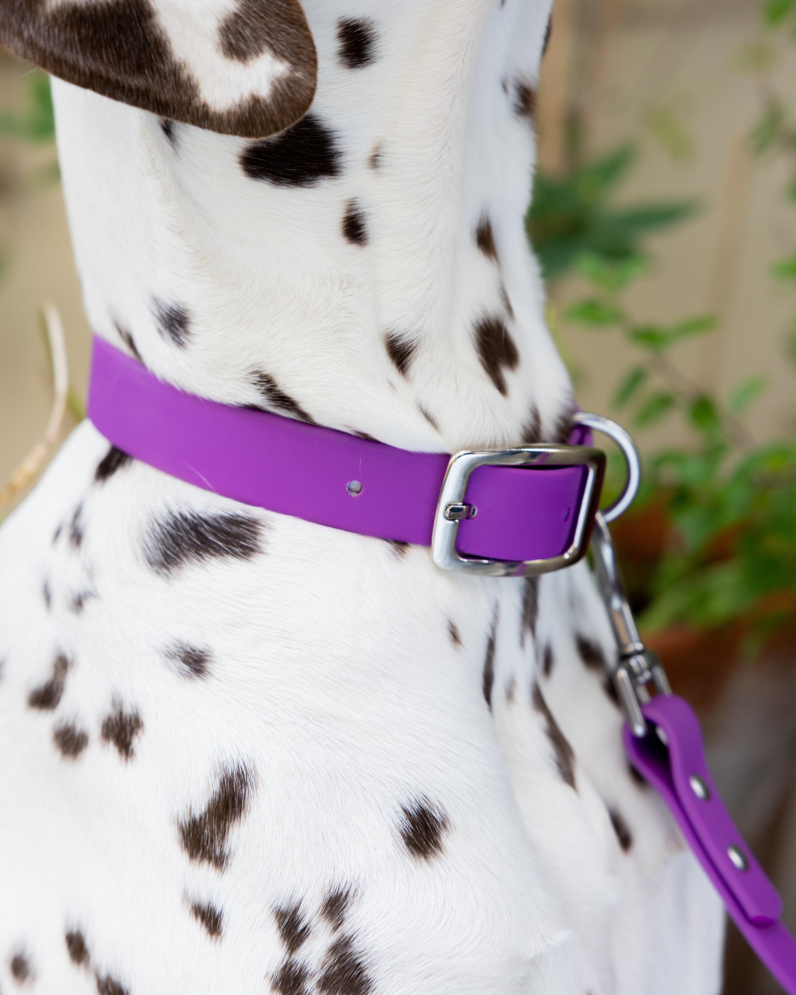 Ploouf Dogs - Wholesale Pet Collar - Dog - Dahlia purple “soft touch” dog collar2