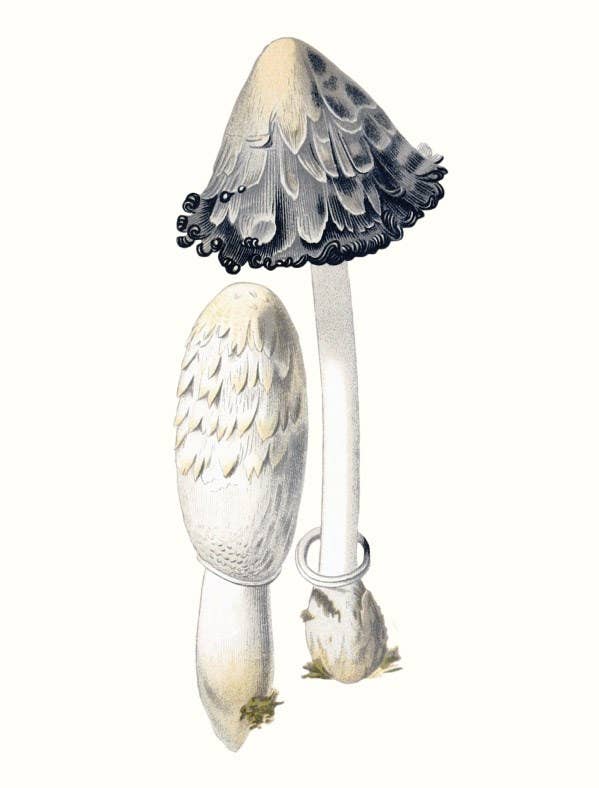 W. W. Norton - Wholesale Nature & Outdoors - Mushrooms11