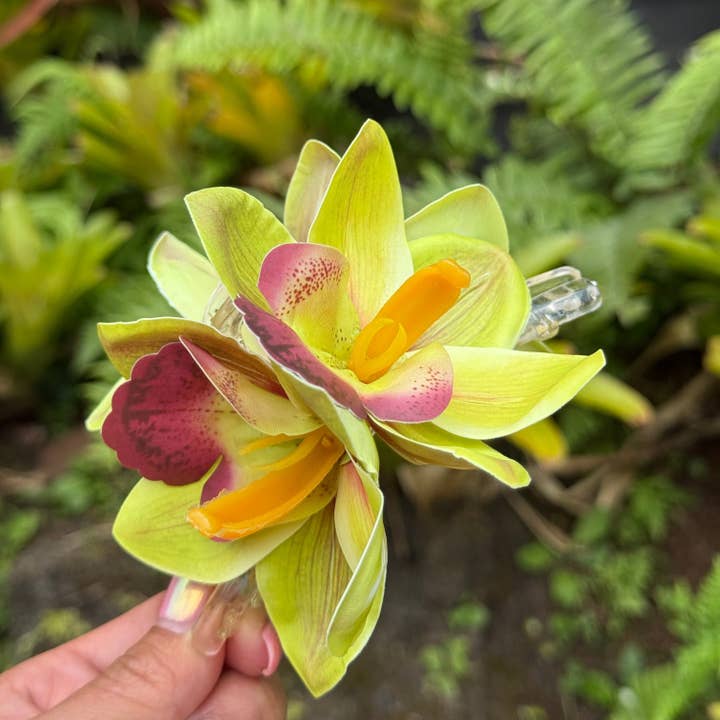 Cattleya Orchid - green/yellow for wholesale by Phases Hawaii