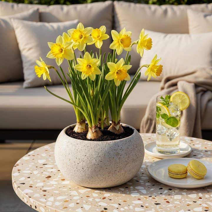 Oasis of Life - Wholesale Live plant - Daffodil Bulbs Yellow â 40 Bulbs â Yellow Blooming Daffodils â Early Blooming Bulbs for Beds, Balcony & Terrace1