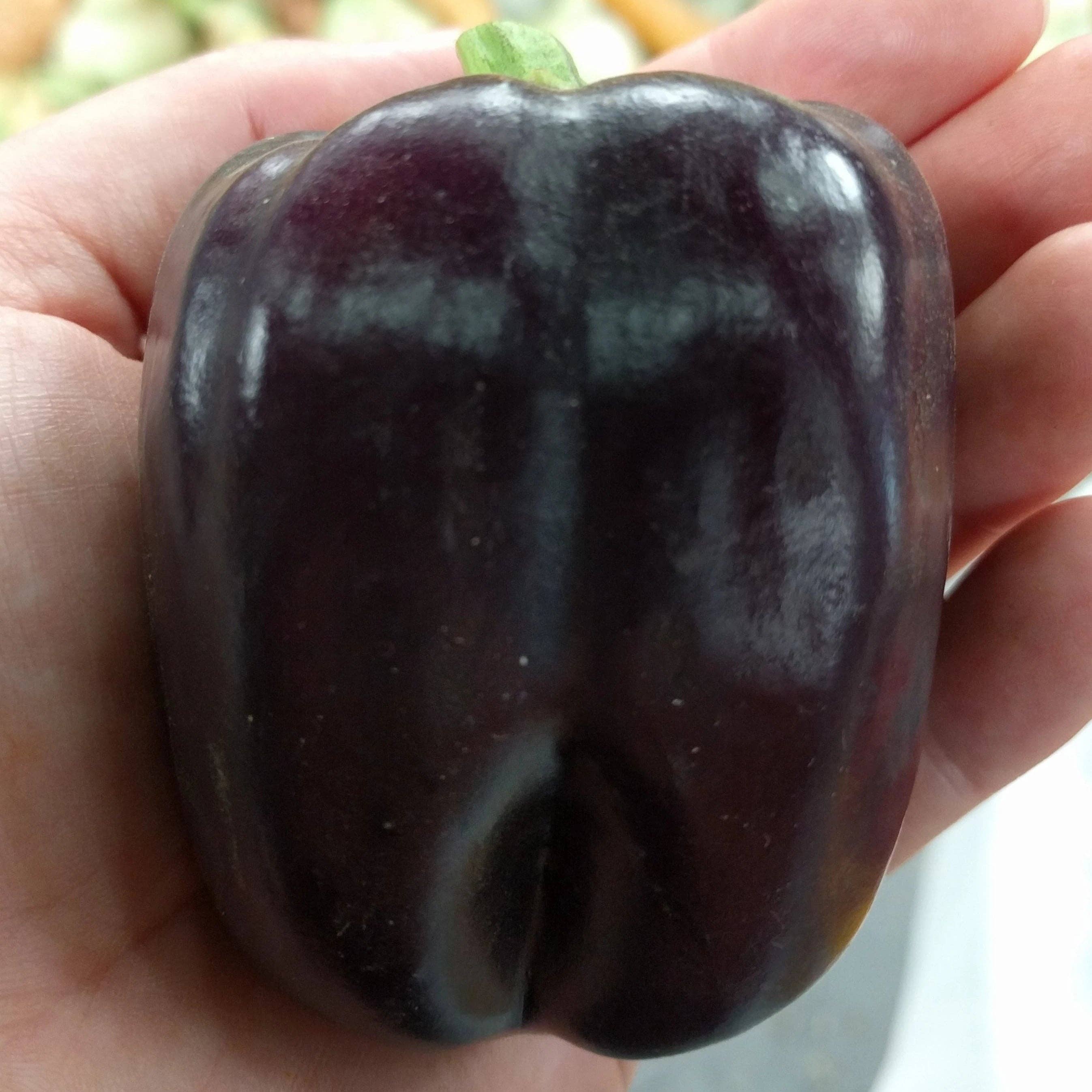 Sow True Seed - Wholesale Plant Seeds - Sweet Pepper Seeds - Purple Beauty3