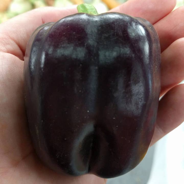 Sow True Seed - Wholesale Plant Seeds - Sweet Pepper Seeds - Purple Beauty3
