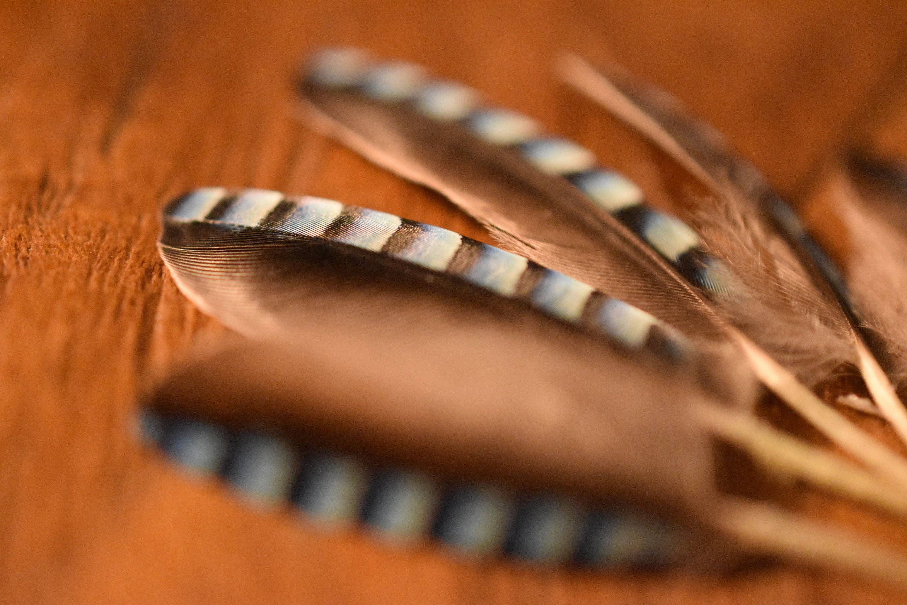 Plumes Naturelles - Wholesale Craft Supplies - Jay feathers6