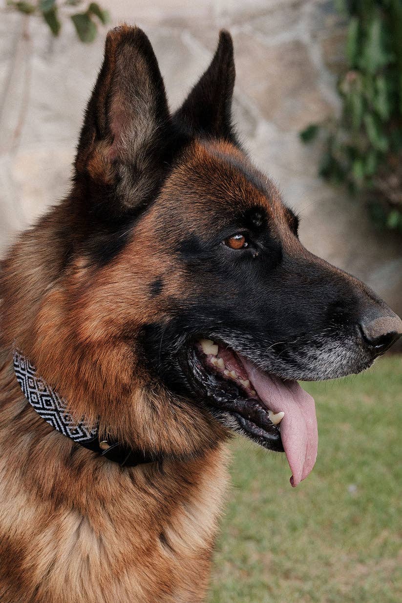 Apapáchalos- Pets - Wholesale Pet Collar - Dog - Cascabel black and white dog collar3