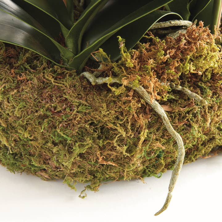 Napa Home & Garden - Wholesale Artificial Flowers - Phalaenopsis Orchid Bowl Drop-In 35", White4