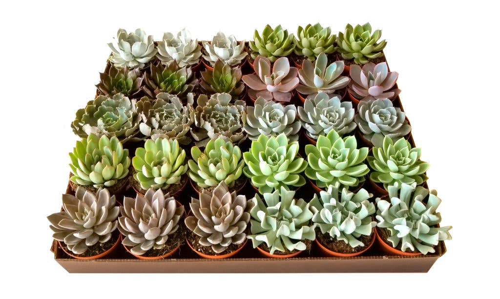 Succulents & Such, Inc. - Wholesale Live Plant - 4"  Echeveria Succulent Plant Assortment0