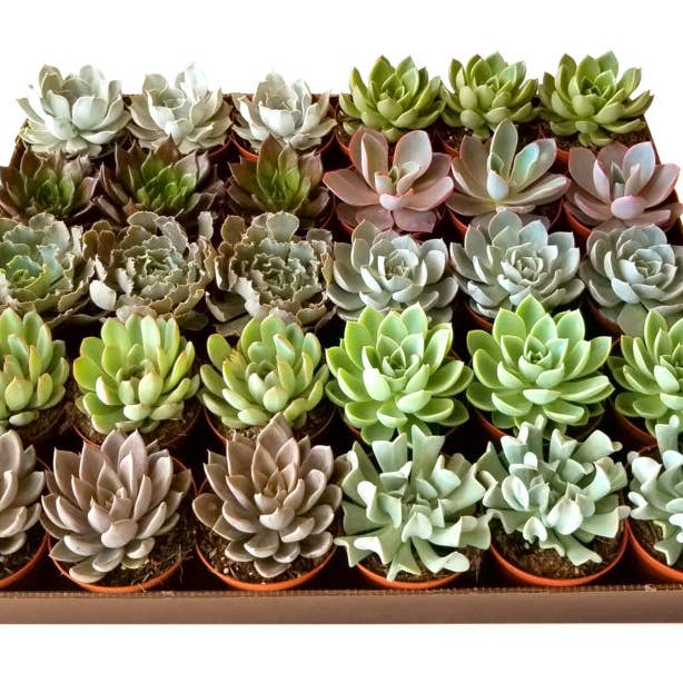 Succulents & Such, Inc. - Wholesale Live Plant - 4" Echeveria Succulent Plant Assortment