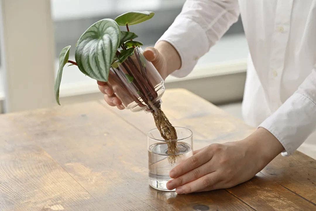 HARIO USA - Wholesale Vase - Glass Flower Vase13